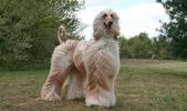 Afghan Hound
