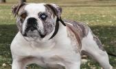 Alapaha Blue Blood Bulldog