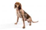 American English Coonhound
