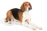 American Foxhound