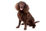 American Water Spaniel
