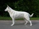 American White Shepherd