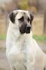 Anatolian Shepherd Dog