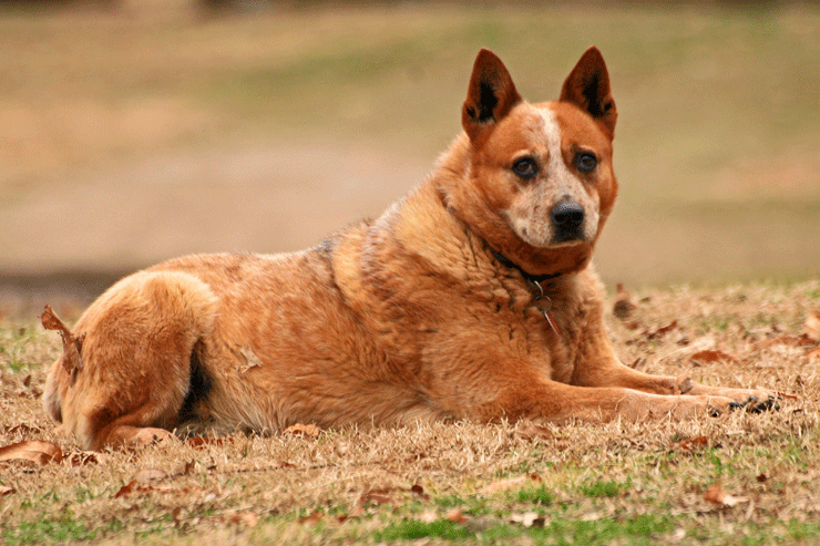 Australian Cattle Dog: Photo #10