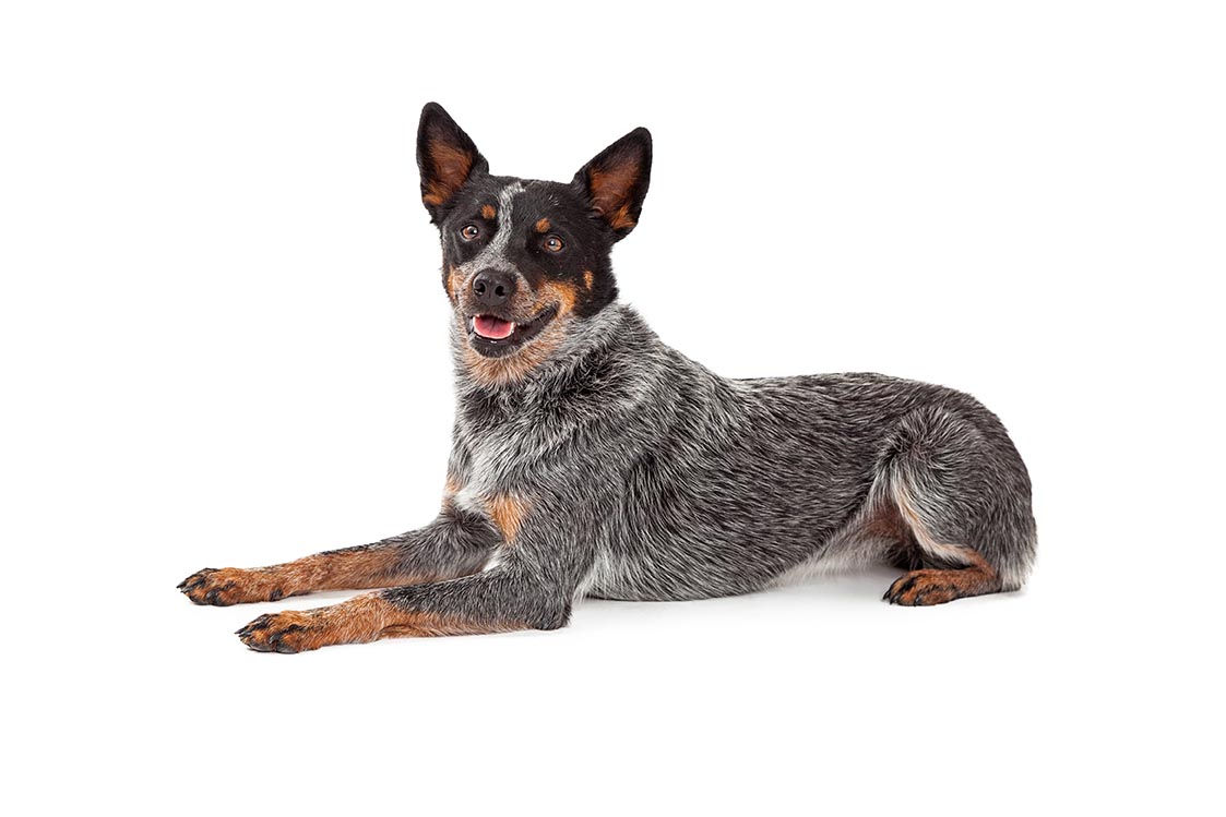 Australian Cattle Dog: Photo #11