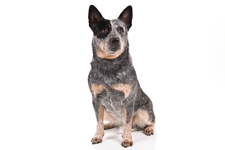 Australian Cattle Dog: Photo #1