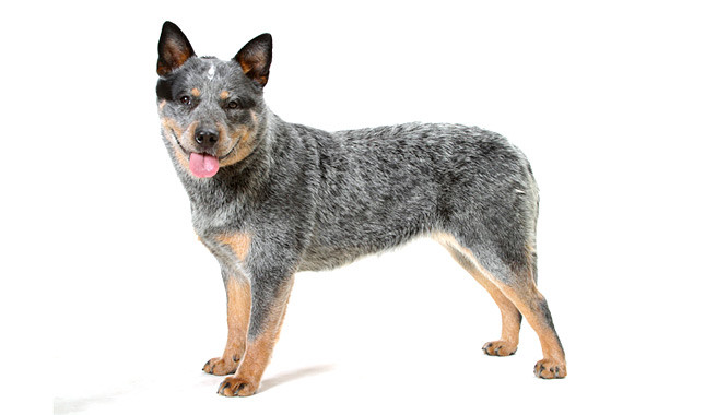 Australian Cattle Dog: Photo #4