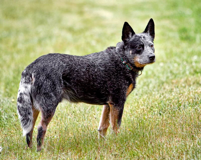 Australian Cattle Dog: Photo #2