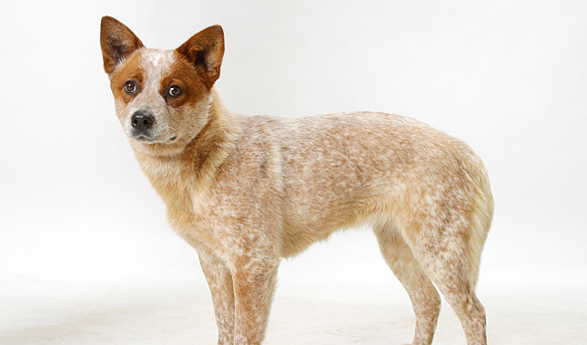 Australian Cattle Dog: Photo #5