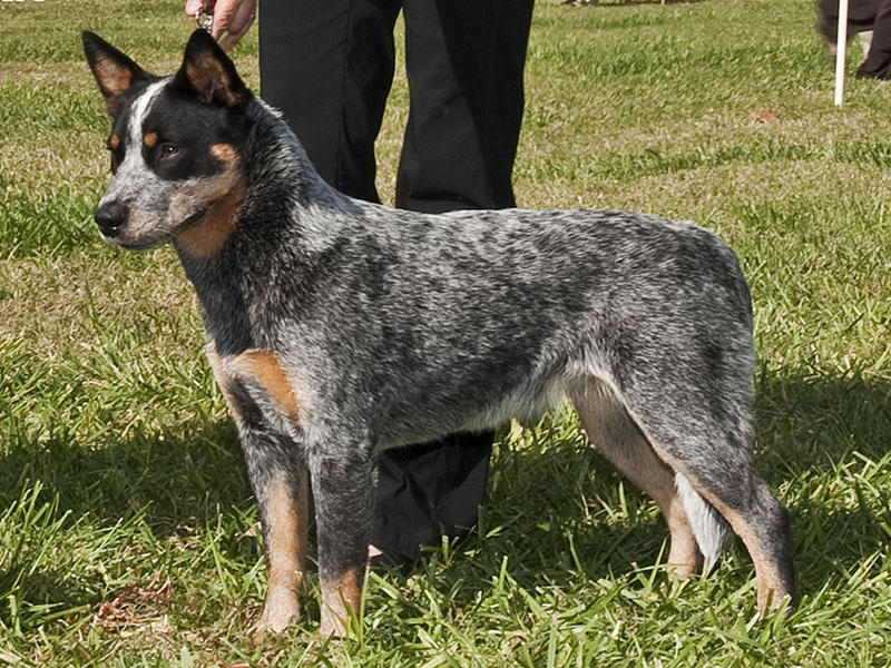 Australian Cattle Dog: Photo #3