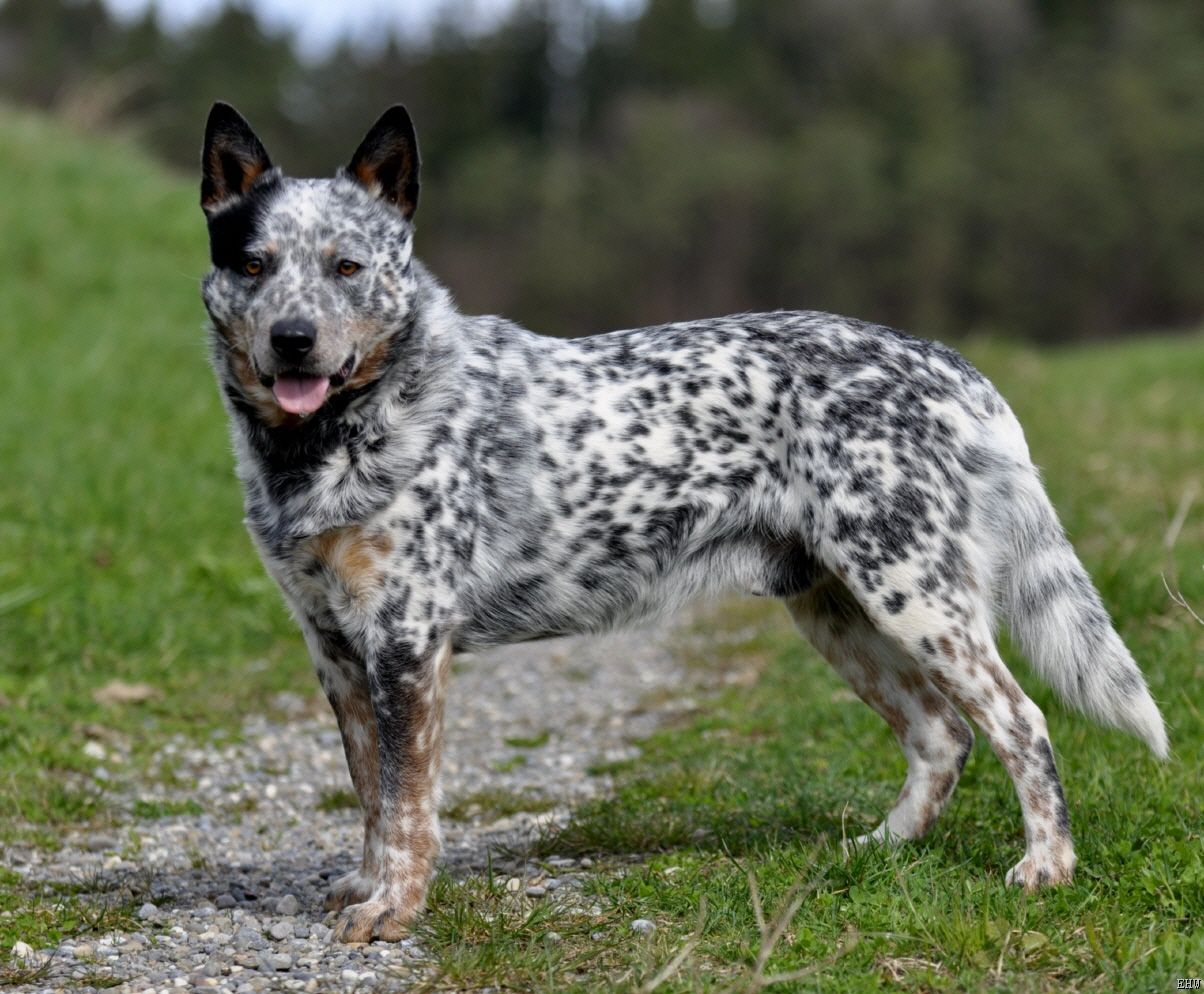 Australian Cattle Dog: Photo #7