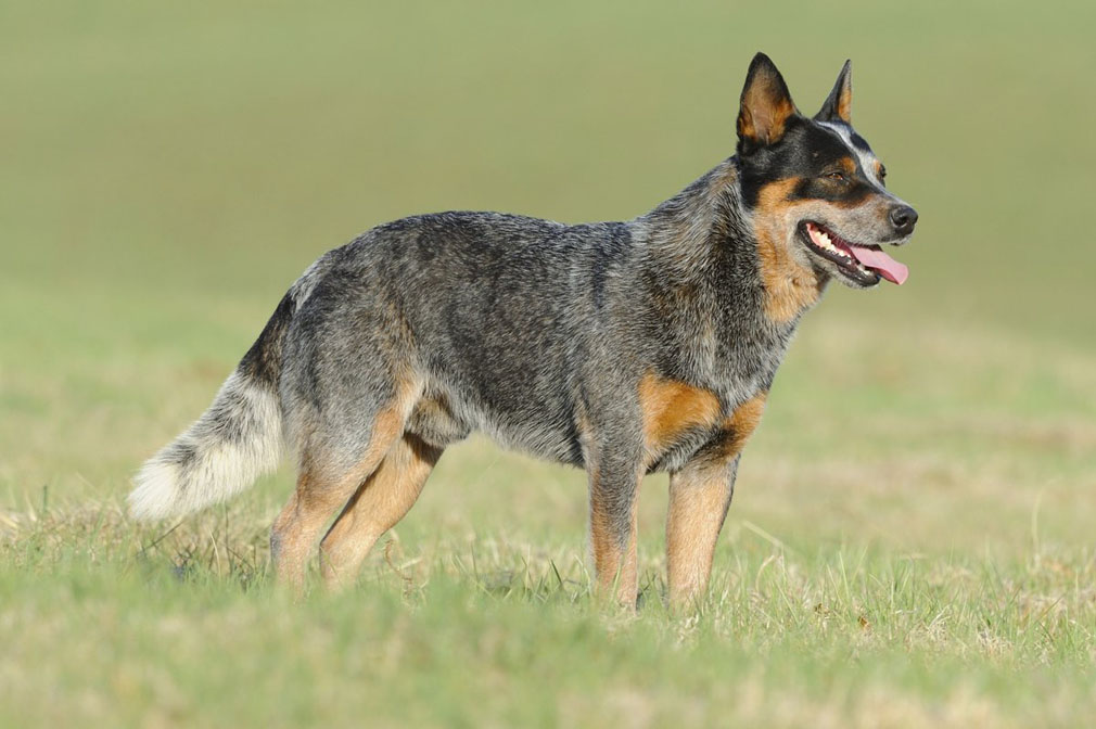 Australian Cattle Dog: Photo #8