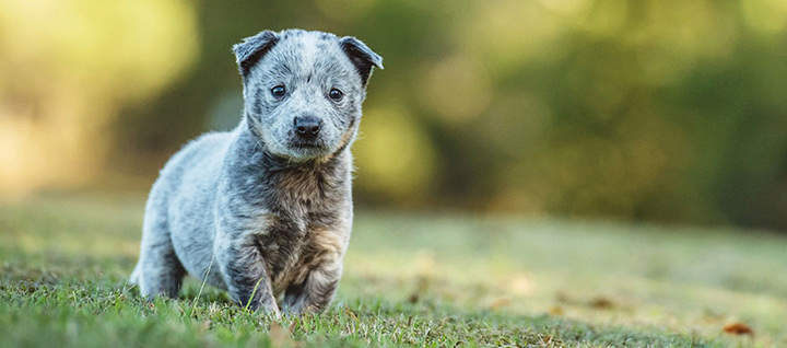 Australian Cattle Dog: Photo #9