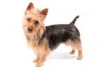 Australian Terrier