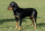 Austrian Black and Tan Hound