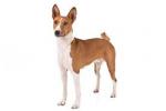 Basenji
