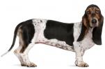 Basset Artesien Normand