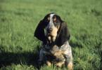 Basset Bleu de Gascogne