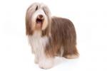 Bearded Collie