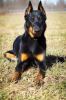 Beauceron