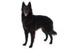 Belgian Sheepdog