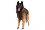 Belgian Tervuren