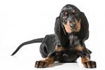 Black and Tan Coonhound