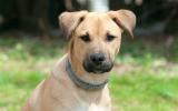 Black Mouth Cur