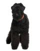 Black Russian Terrier