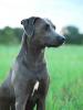 Blue Lacy