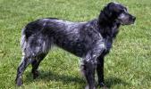 Blue Picardy Spaniel