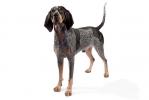 Bluetick Coonhound