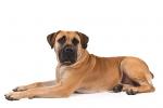 Boerboel