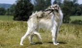 Borzoi