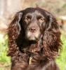 Boykin Spaniel