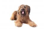 Briard