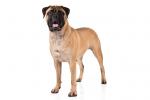 Bullmastiff