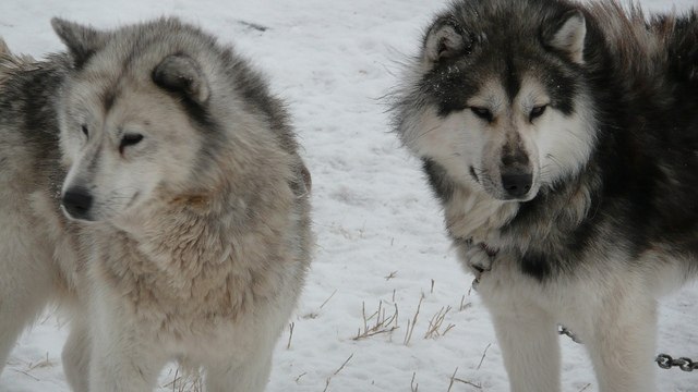 Canadian Eskimo Dog: Photo #9