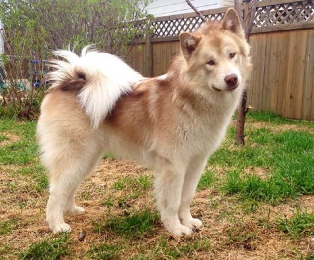 Canadian Eskimo Dog: Photo #2