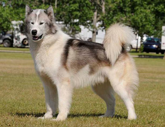 Canadian Eskimo Dog: Photo #4