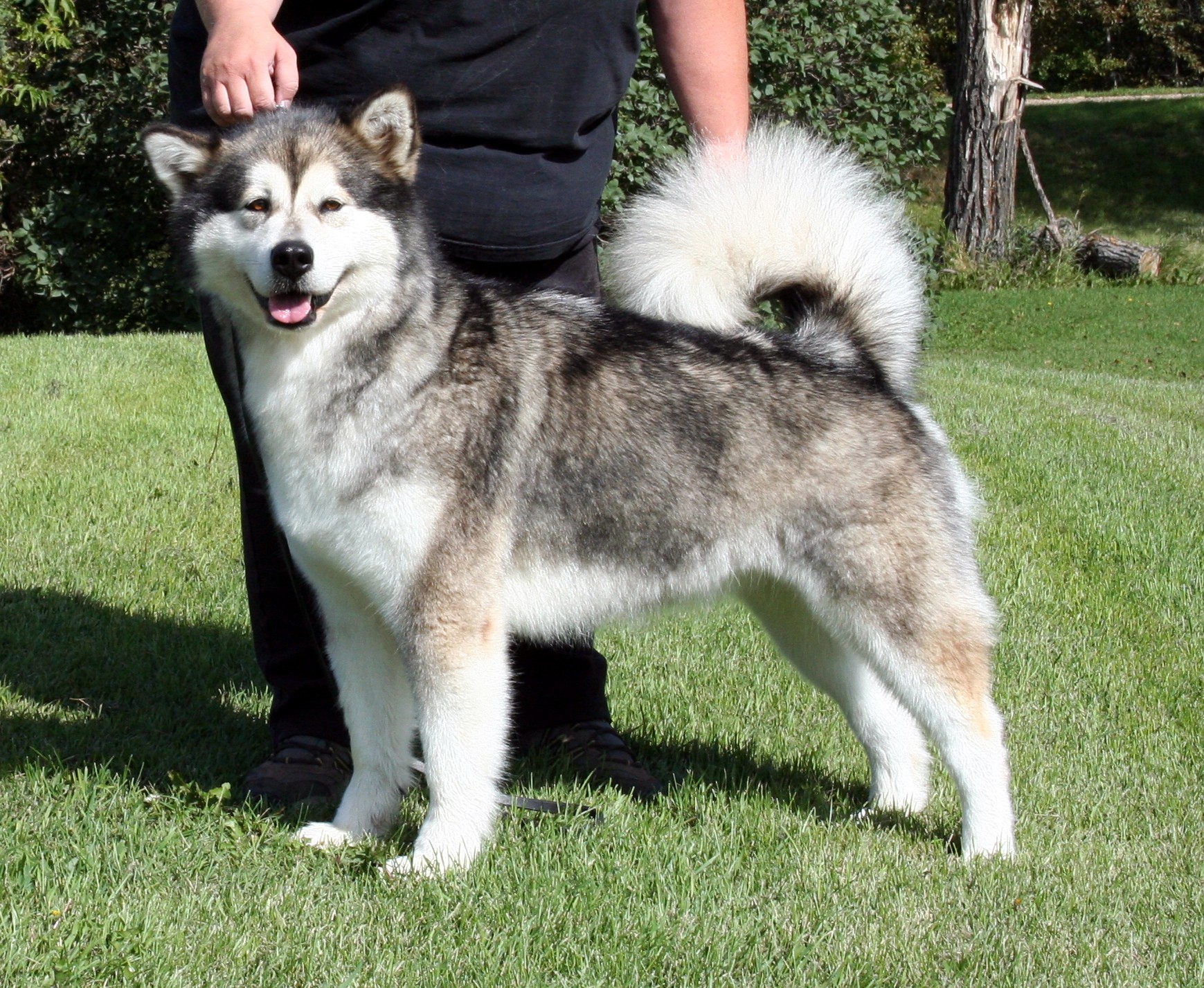 Canadian Eskimo Dog: Photo #10
