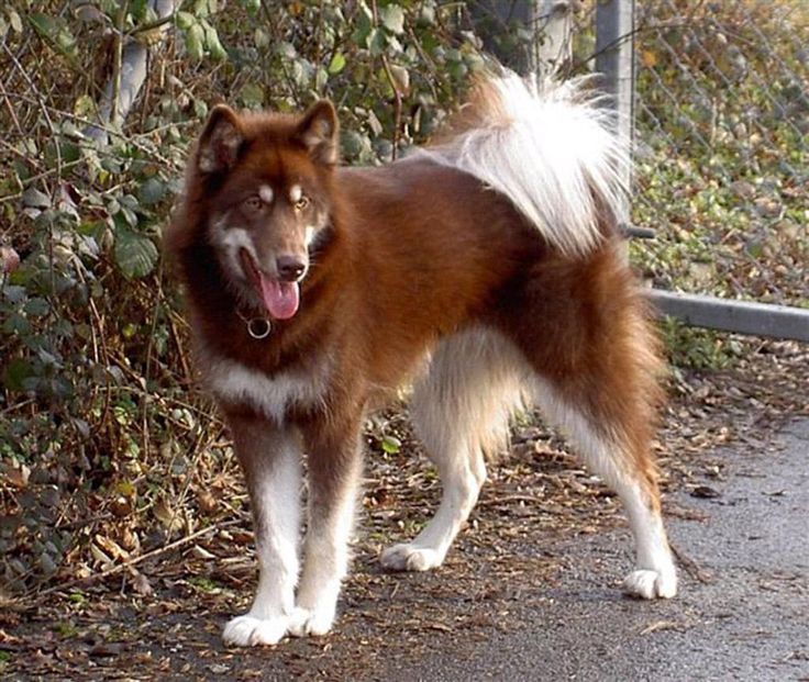 Canadian Eskimo Dog: Photo #6