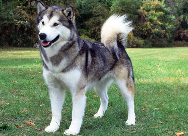 Canadian Eskimo Dog: Photo #7