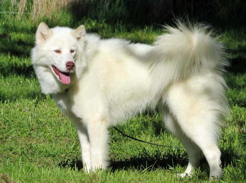 Canadian Eskimo Dog: Photo #8