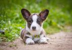 Cardigan Welsh Corgi