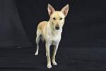 Carolina Dog