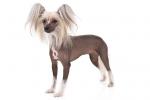 Chinese Crested