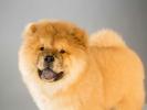 Chow Chow