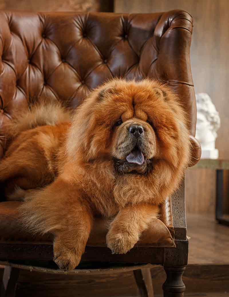 Chow Chow: Photo #9
