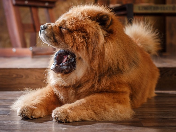 Chow Chow: Photo #10